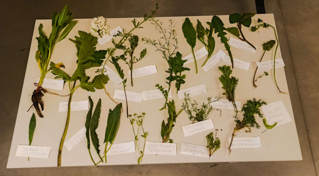 zdjęcie tablicy botanicznej przygotowanej z jadalnychroślin znalezionych na Psim Polu 