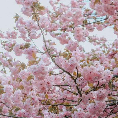 Zdjęcie przedstawiające pełne kwiatów gałęzie kwitnącej wiśni.